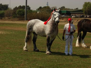 Pta skou 2009 040_1_th1.jpg